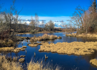 Wetlands