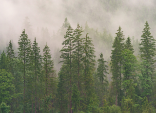 Trees in the fog