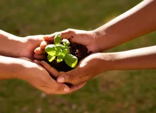 Adult and child hands holding a plant
